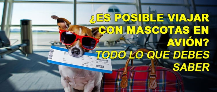 ¿Es posible viajar con mascotas en avión? Todo lo que debes saber
